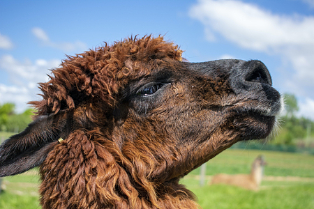 羊驼草地动物特写摄影
