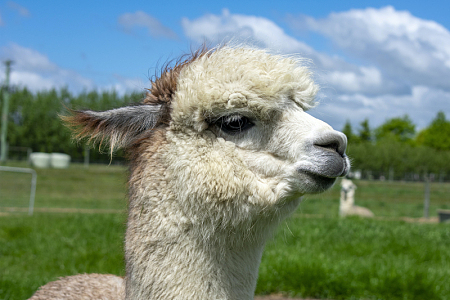 羊驼动物草地户外摄影