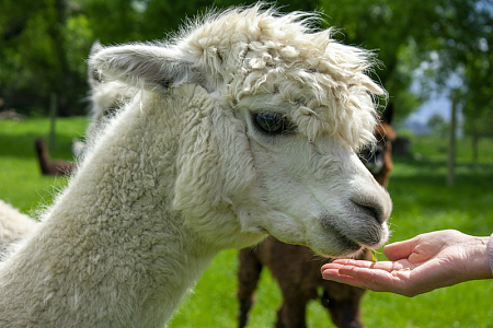 羊驼动物草地户外摄影