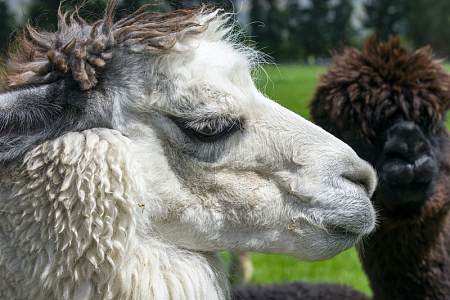 羊驼动物草地摄影