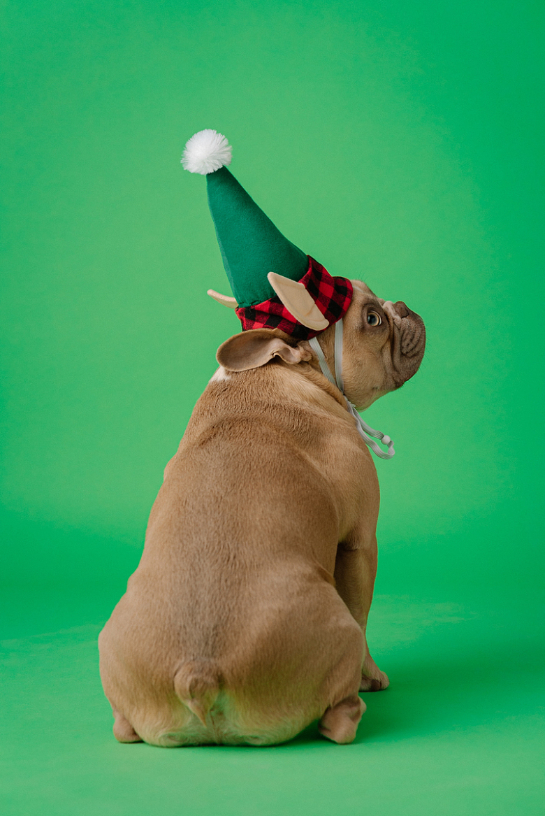 棕色狗圣诞帽摄影