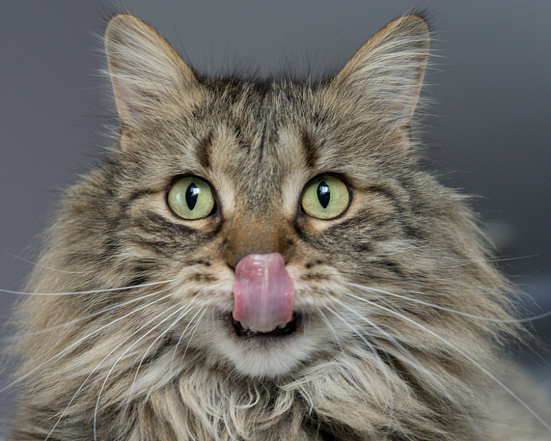 猫动物舌头摄影