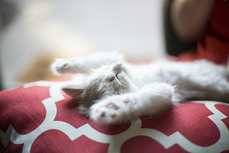 小猫,睡觉,宠物,毯子,猫咪