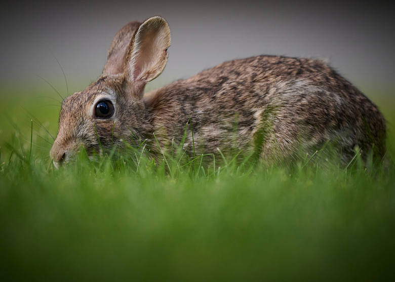草丛兔子动物摄影自然