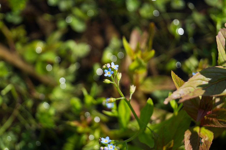 蓝色鲜花花朵绿叶摄影