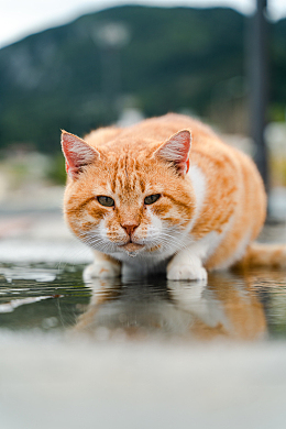 地面积水猫动物特写摄影