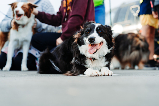 狗影素材_狗影图片元素-觅元素