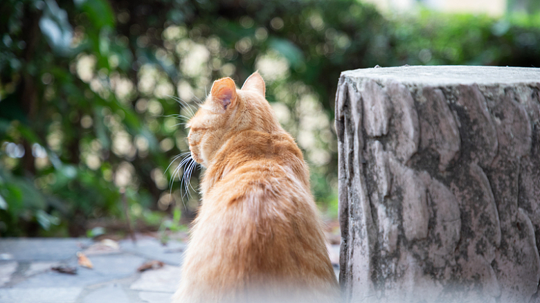 树桩橙色猫动物摄影