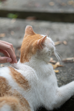 抚摸橙色猫宠物摄影