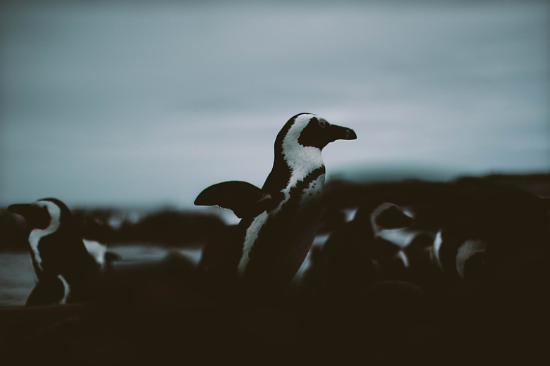 黑白企鹅动物特写摄影