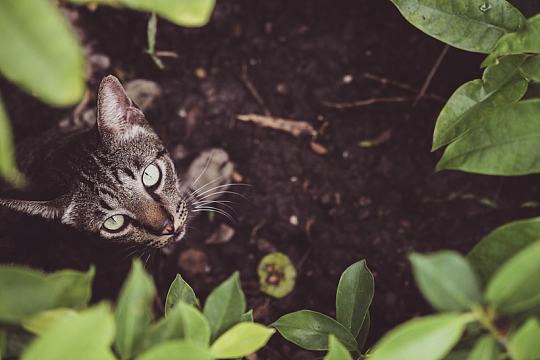 绿叶灰色猫动物特写摄影
