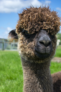 羊驼草地蓝天云朵摄影