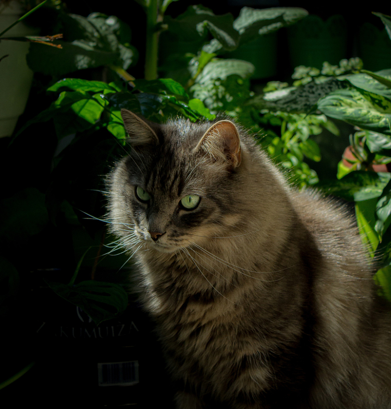绿色植物棕色猫宠物摄影