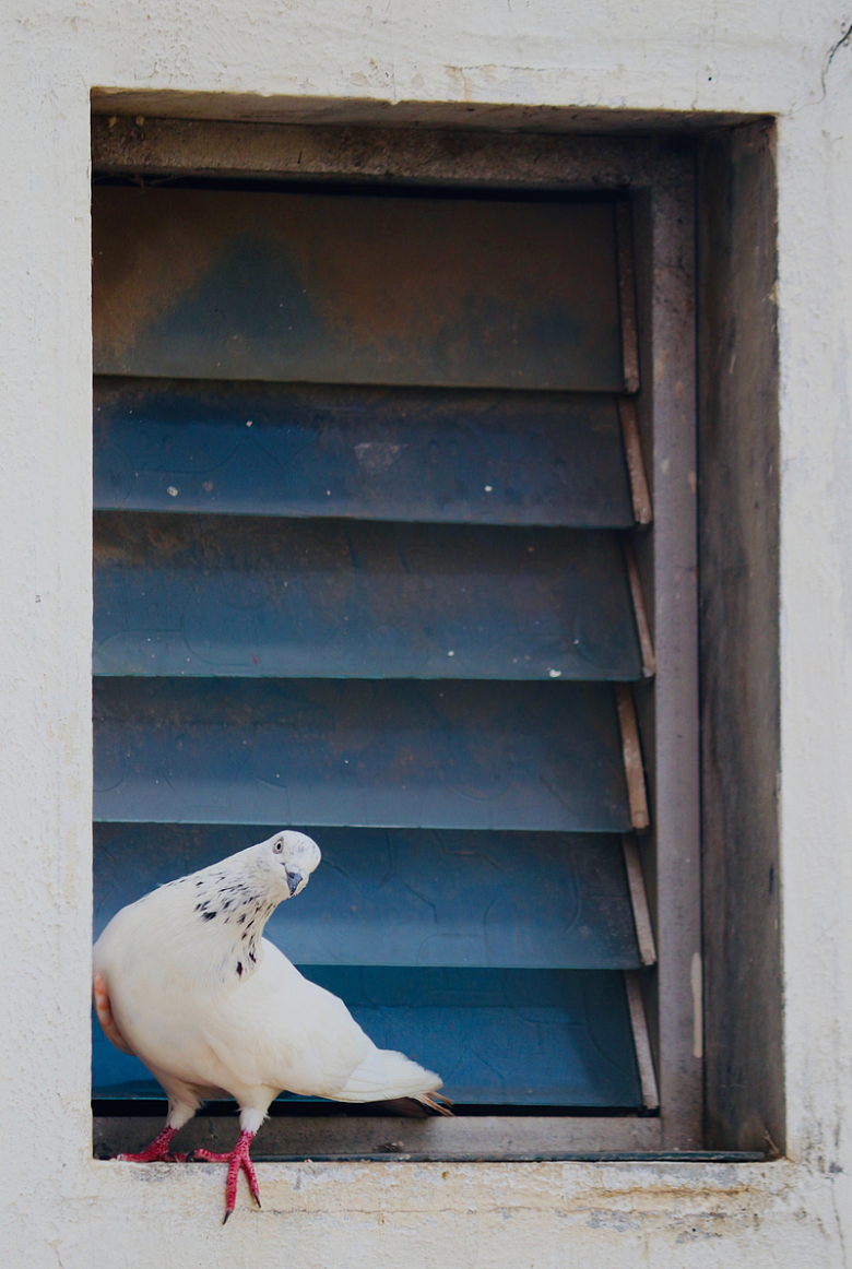 木窗白鸽动物摄影
