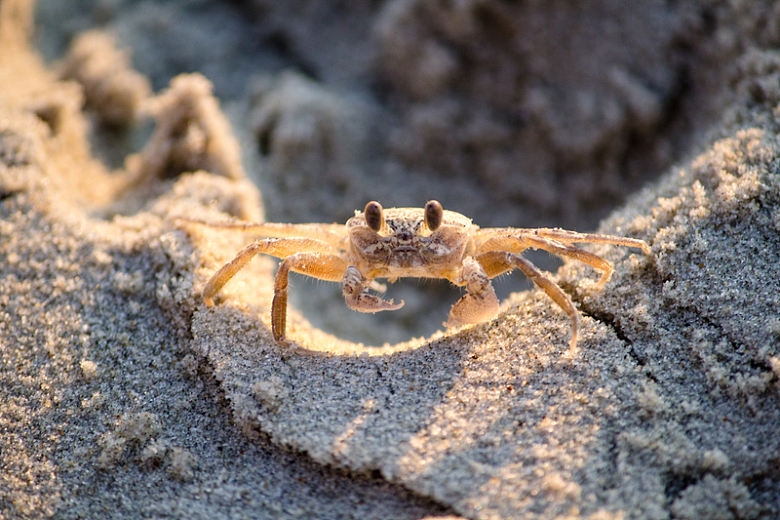 沙地螃蟹海鲜摄影