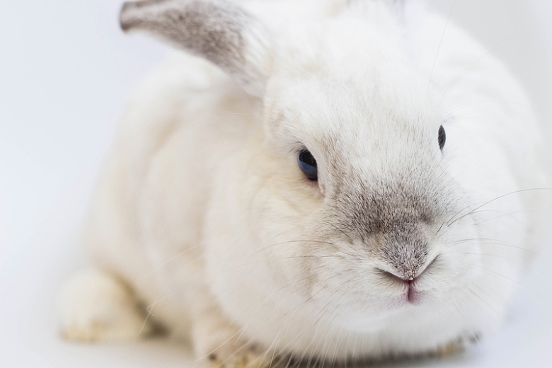 大白兔动物宠物特写摄影