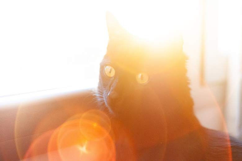 猫咪,黑猫,光线,阳光,宠物
