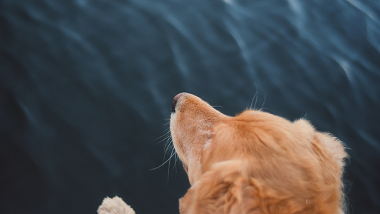 金毛寻回犬小狗
