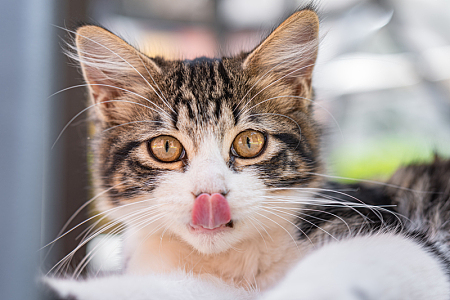 猫伸出舌头的特写镜头