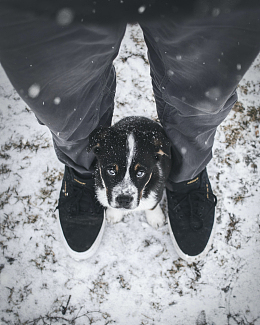 小狗脚雪地特写摄影