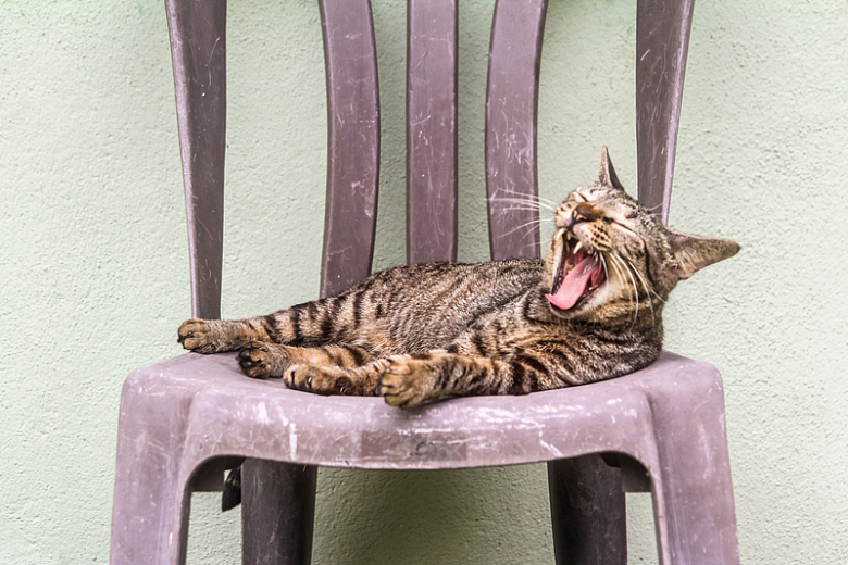 绿色塑料椅子上的棕色虎斑猫