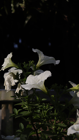 一组白花