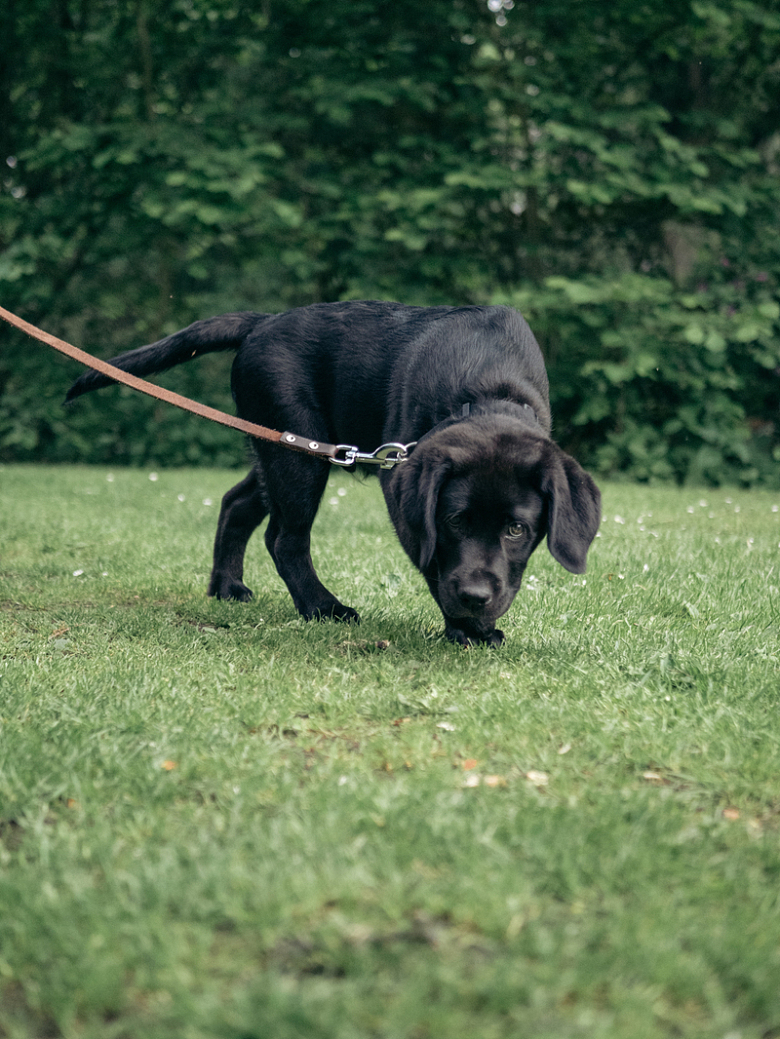 一只黑狗在公园里嗅草