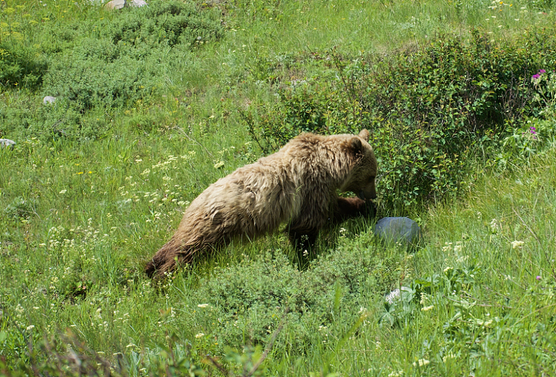 棕熊白天草地自然摄影