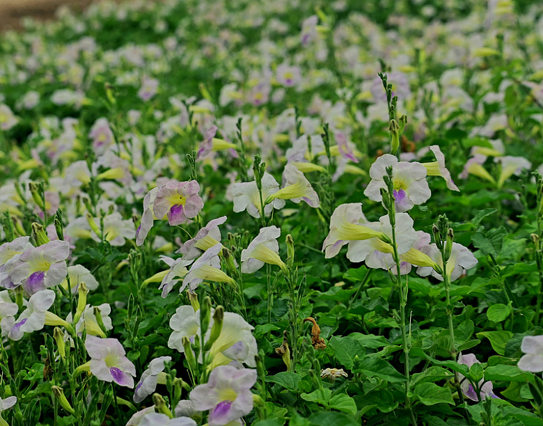 开满了白色和紫色花朵的田野