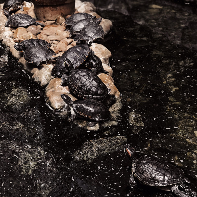 一群乌龟坐在一堆岩石上