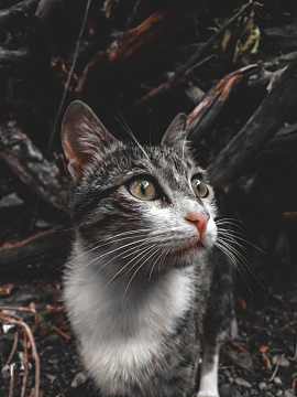 坐在地上的一只灰白色的猫