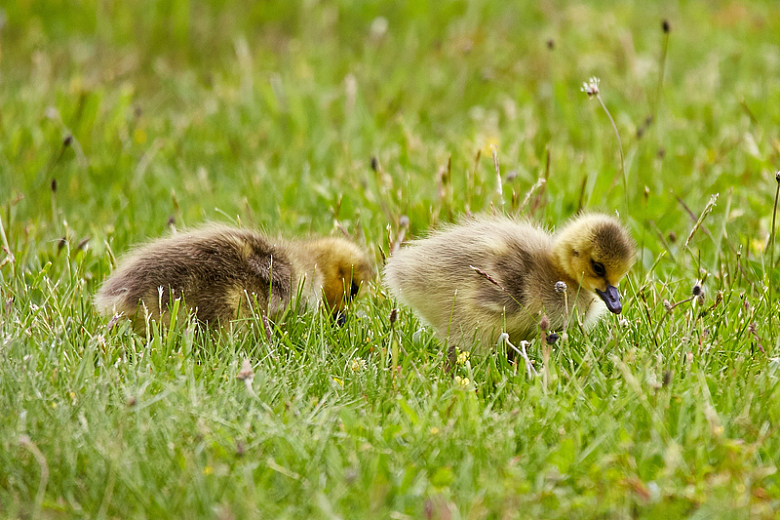 绿草草地黄色小鸭子动物自然摄影