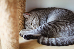 抓挠柱猫动物宠物特写摄影