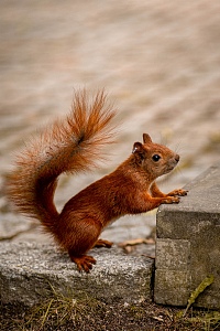 白天灰色混凝土表面上的棕色松鼠