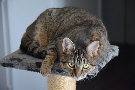 坐在抓挠柱上的猫