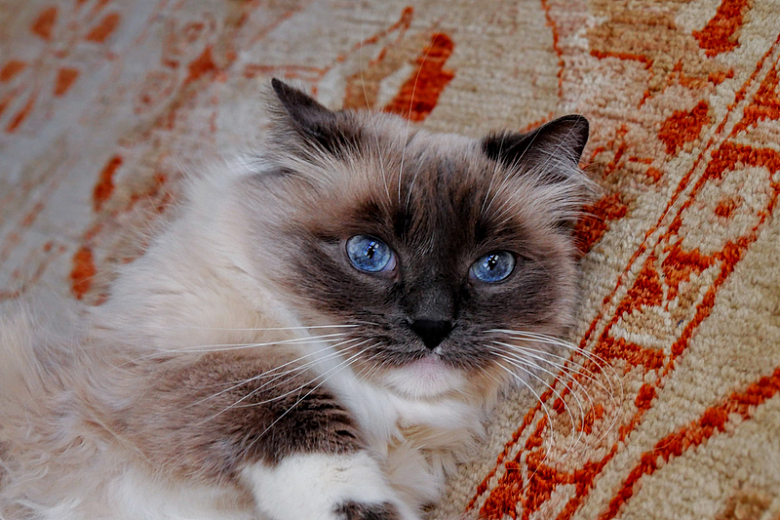 棕色和白色织物上的暹罗猫
