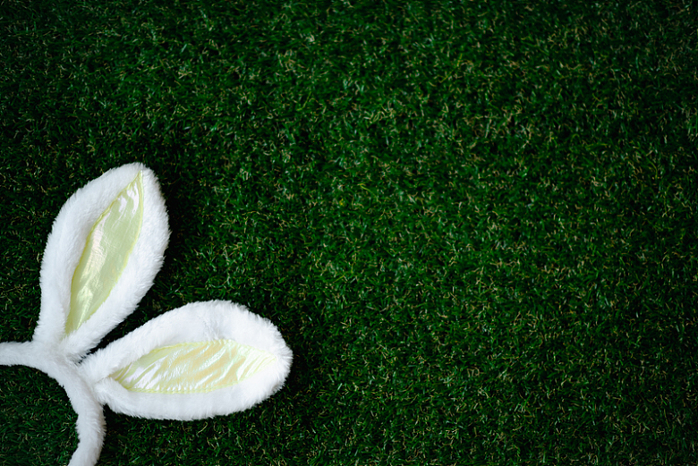 绿草草地兔子耳朵装饰摄影