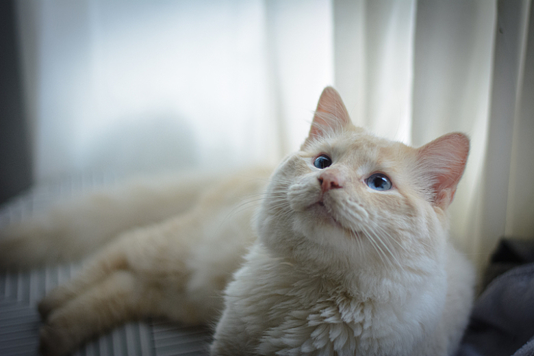 白猫窗户床上动物特写摄影