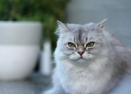 白色陶瓷碗旁的白色波斯猫