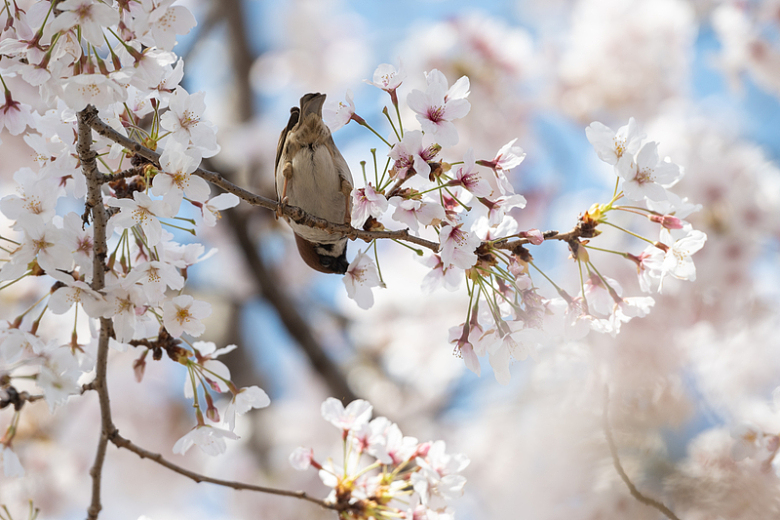 樱花树枝鸟动物自然摄影