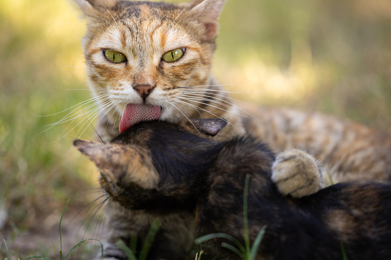 一只猫在草地上舔另一只猫
