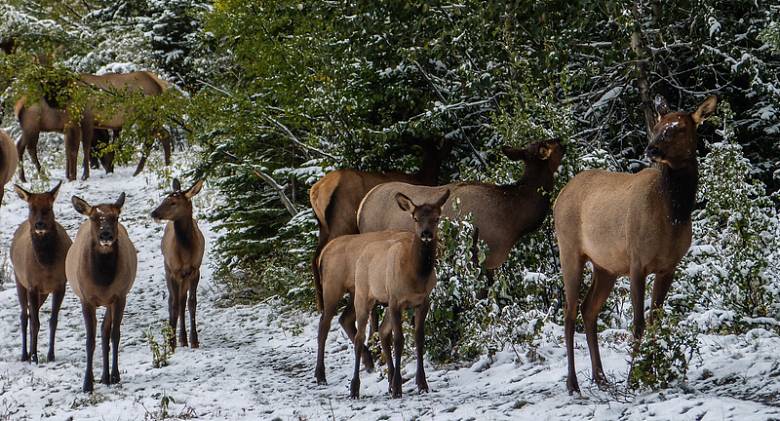麋鹿动物雪地植物摄影自然