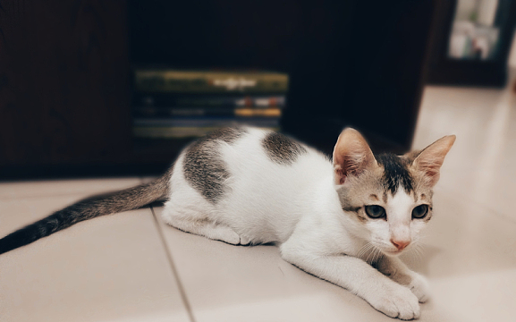 躺在地板上的猫