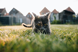 一只猫躺在郁郁葱葱的绿地上
