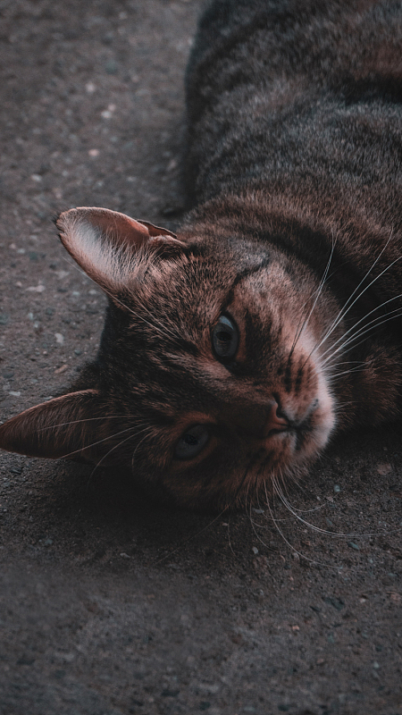 躺在地上的棕色虎斑猫