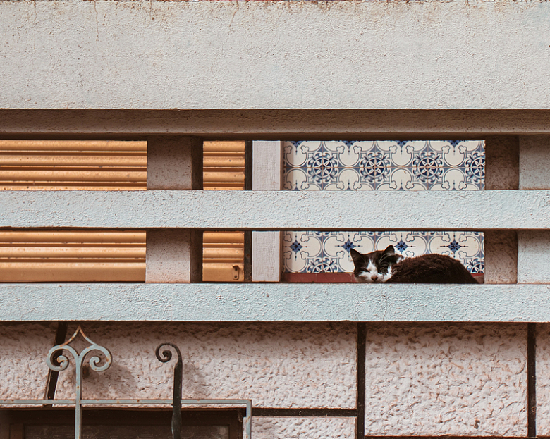 棕色木窗上的黑白短毛猫