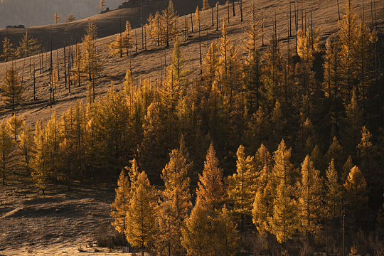 褐色树叶的景观摄影