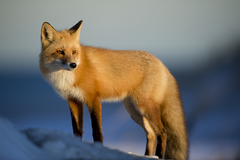 雪地上的褐狐