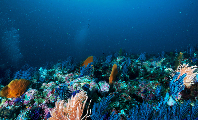 海底蓝色和棕色花瓣的珊瑚