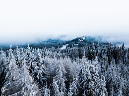 白雪松